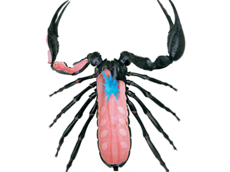 4d Скорпион животное анатомия модель скелета медицинская учебная помощь