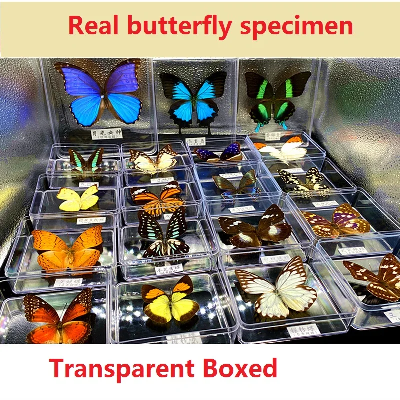 

Blue butterfly real butterfly specimen transparent boxed photo frame handicraft winged insect student school handmade gift