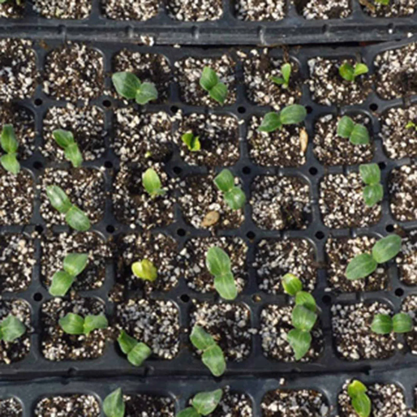 

10 Pack Seed Starter Kit Seedling Trays Gardening Germination Plastic Tray Nursery Pots Mini Propagator Plant Grow Kit Plug Tray