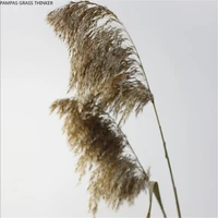 30pcs pure natural reed flowers wedding pampas grass bunch home decor window display dried pampas flowers bunch