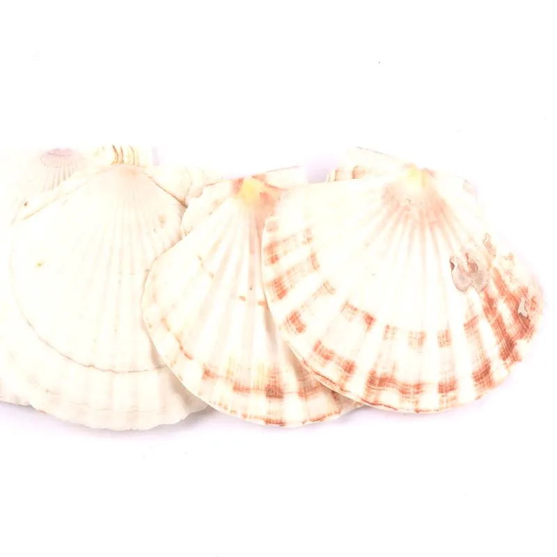 Ракушки морские большого размера 11 см натуральные ракушки пляжные свадебные