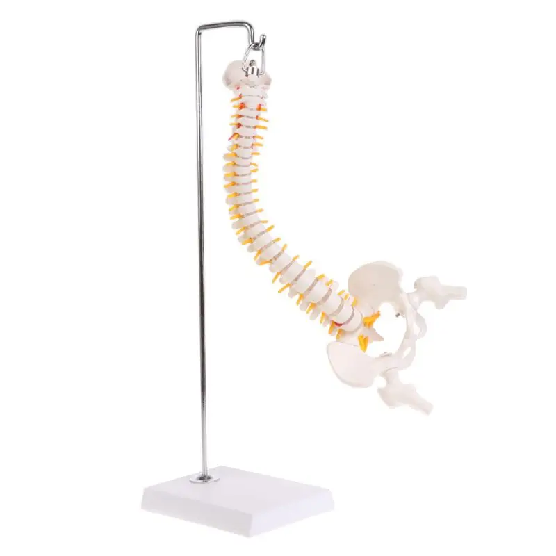 

45cm Flexible Human Spinal Column Vertebral Lumbar Curve Anatomical Model Anatomy Spine Teaching Tool 1XCE