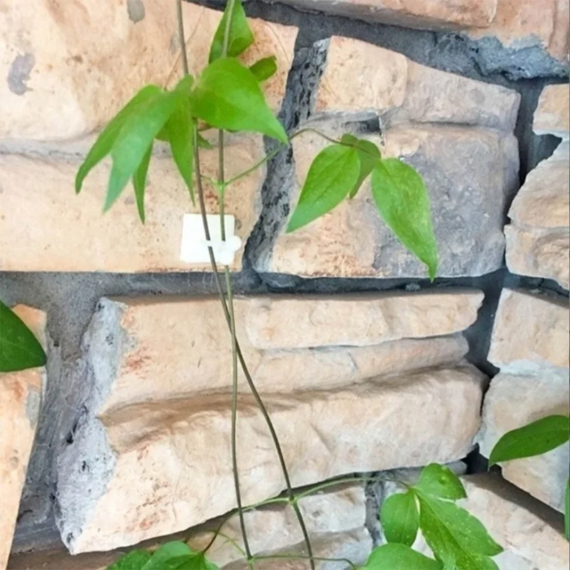 

10pcs/set Plant Climbing Wall Self-adhesive Fastener Tied Fixture Vine Buckle Hook Garden Vegetable Plant Vine Clips Fixed Hook