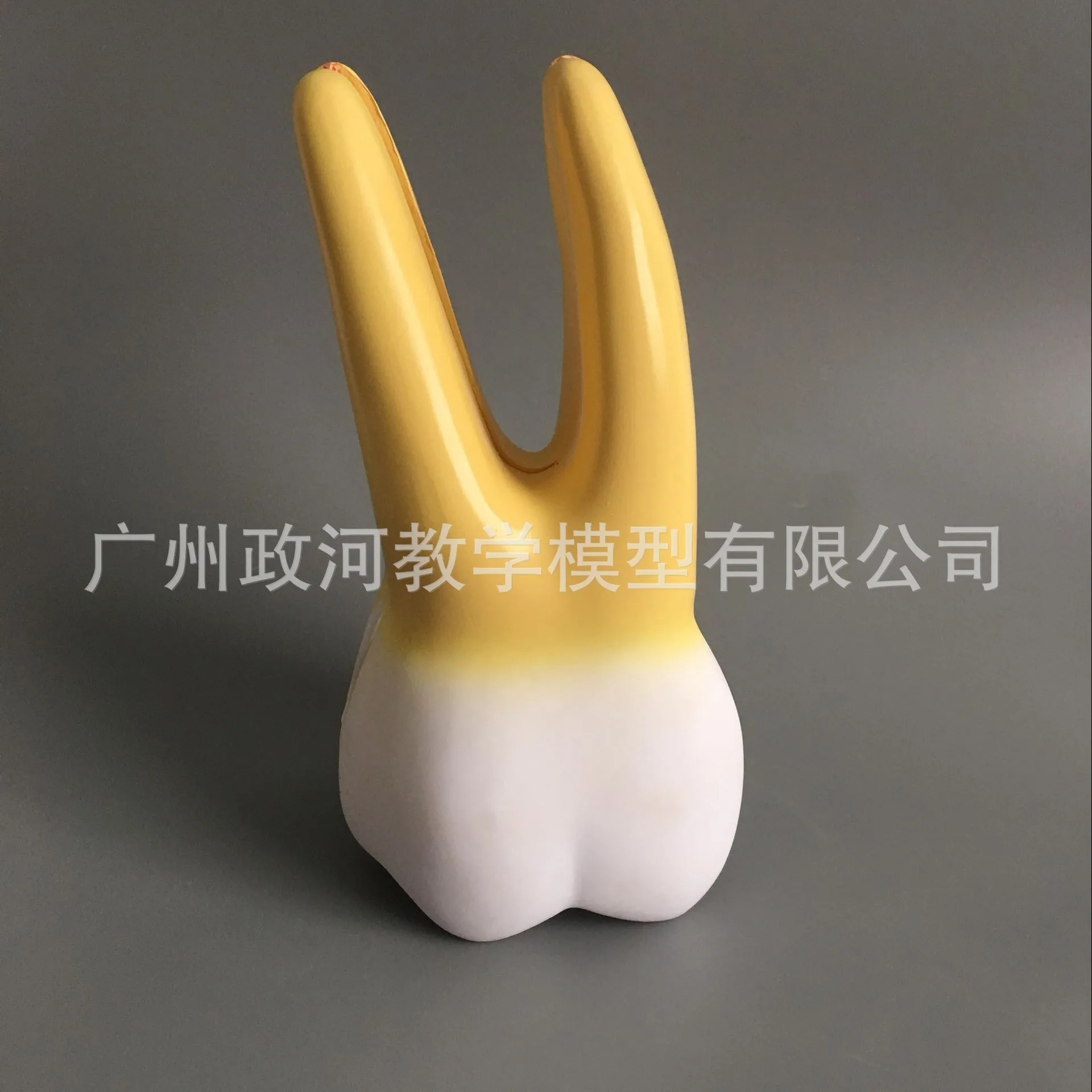 Увеличенная модель зубов для полости рта 12 шт./компл. анатомическая с