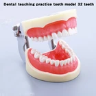 Стоматологический лабораторный инструмент 32 съемные зубы модель зубы пероральное обучение Смола Материалы Reeth стоматологические инструменты