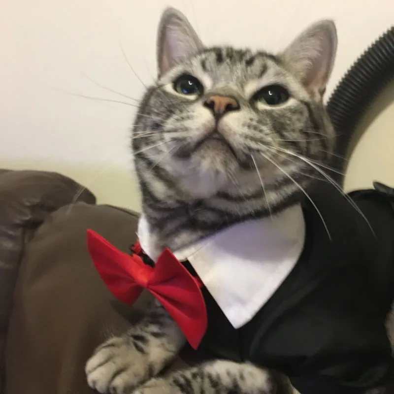 Pet Male Dog Cat Wedding Dress Boy Tuxedo Suits Puppy And Kitten Clothes Party Costume For Dachshund Shih Tzu |