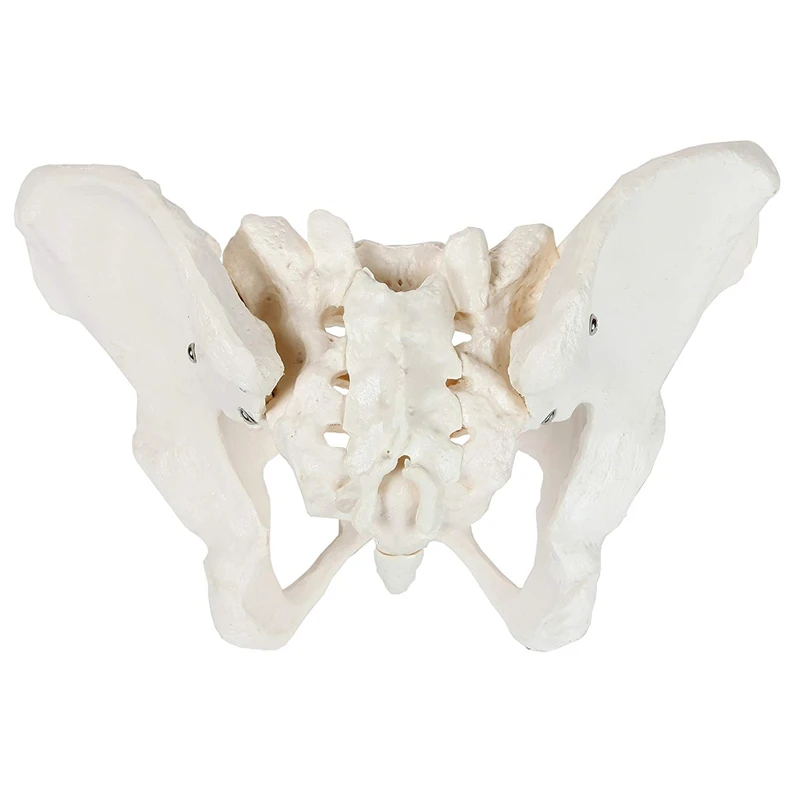 Female Anatomy Pelvis Pelvic Skeleton Throat Anatomical Skull Sculpture Head Body Model |