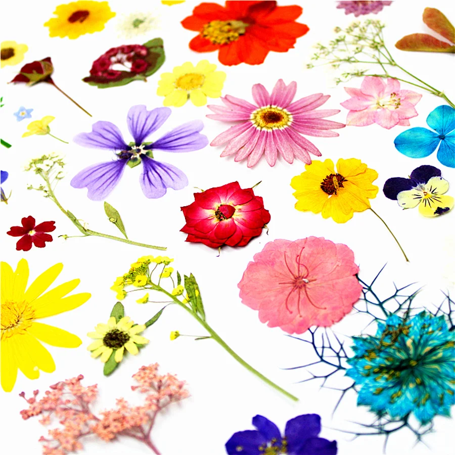 Небольшое количество сушеных прессованных цветов для продажи комбинированная