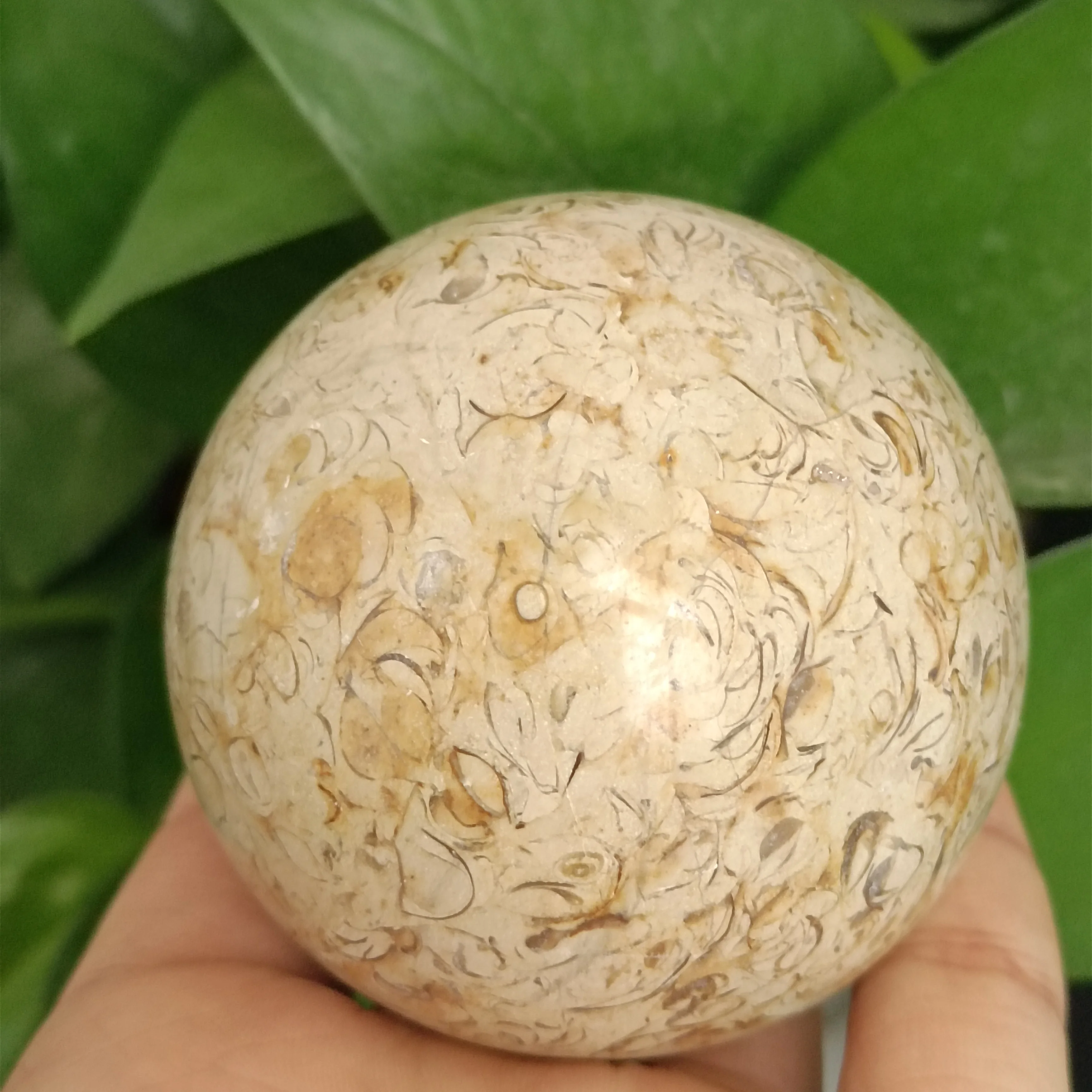

5.5-6.5cm 1pc Natural crystals Dinosaur Bones Quartz stone Ball Fossil Gemstone healing reiki home decoration Ornaments gifts