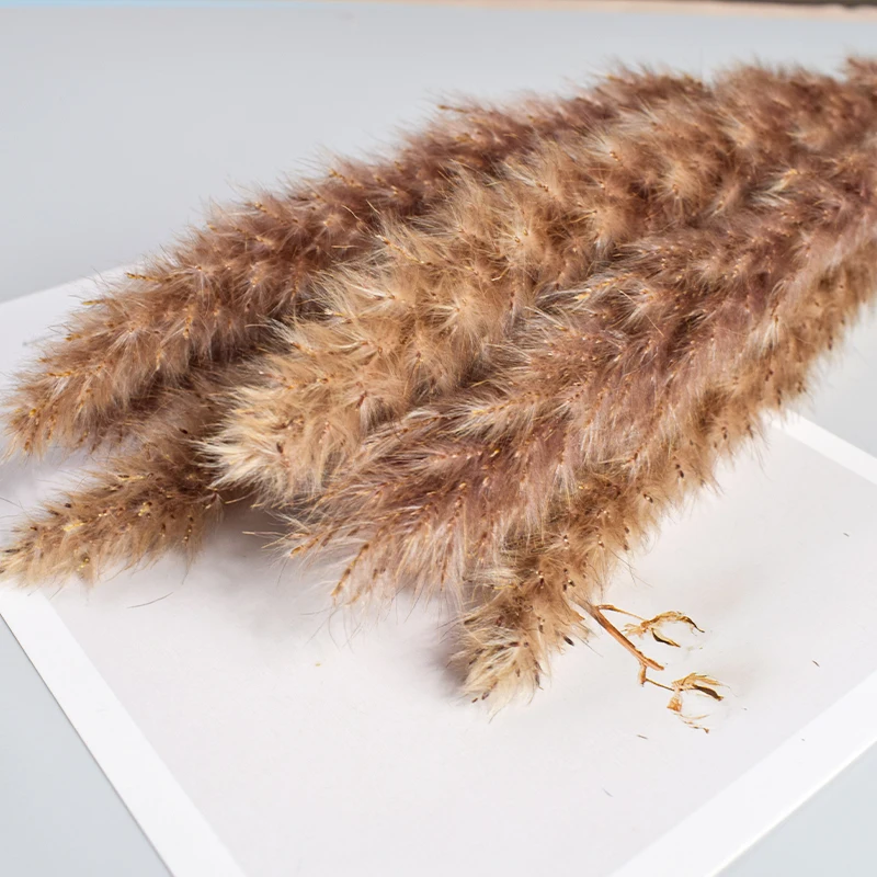 

Wheat Reed Natural Dried Flowers Artificial Plants Branch Colorful INS Pampas Grass Fake Flower Wedding Home Decoration