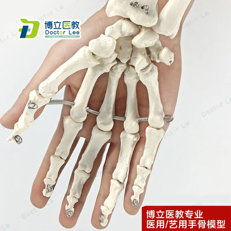 Цветная передвижная человеческая рука, модель костной кости для суставов, Размер 1: 1