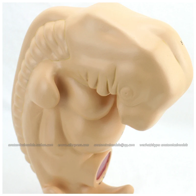 

12476 / Human Anatomical Four-week Large Embryo Model, Medical Science Educational Teaching Anatomical Models