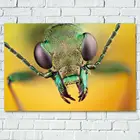 Животные Жуки насекомое макро обои плакаты и принты холст настенная живопись для гостиной Декор