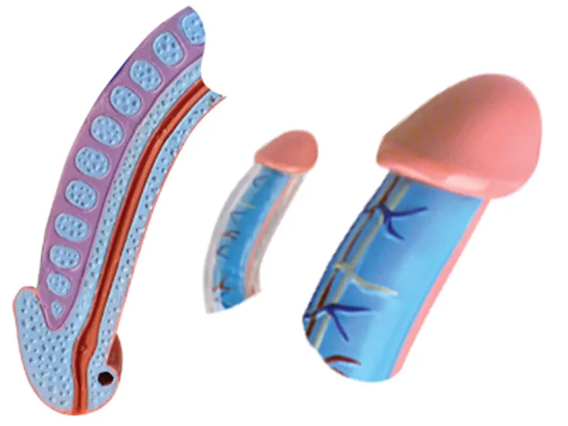 1:1 Мужская репродуктивная система анатомия 4D мастер-головоломка сборные игрушки