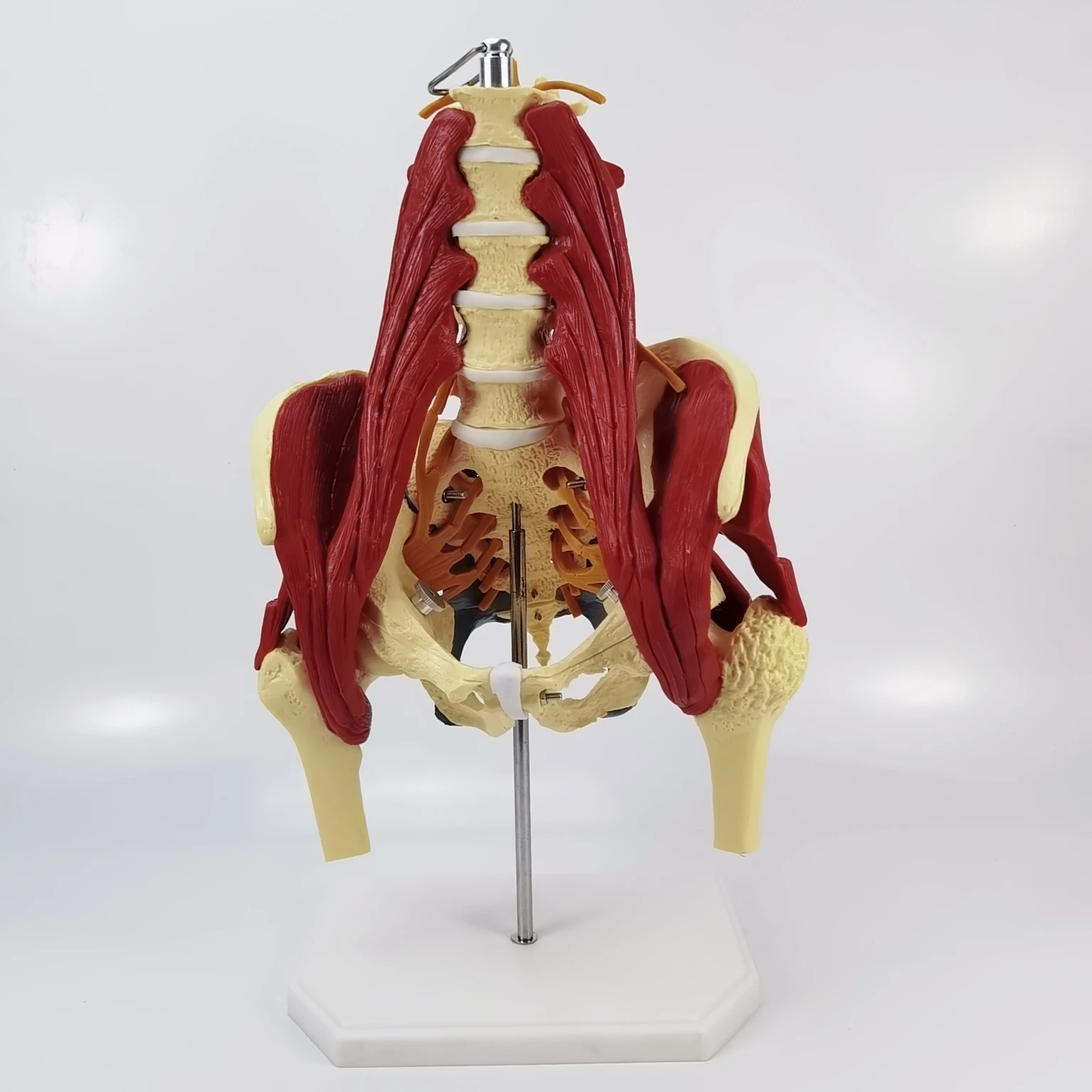 

1:1 lumbar vertebrae with vital muscles Pelvic muscle model Vertebrae, pelvis, spine, skeleton protrusion of intervertebral disc