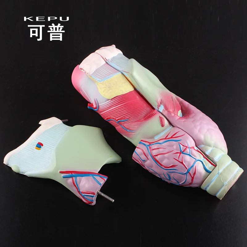 Увеличенная человеческая ларингеальная анатомическая модель имитация съемного