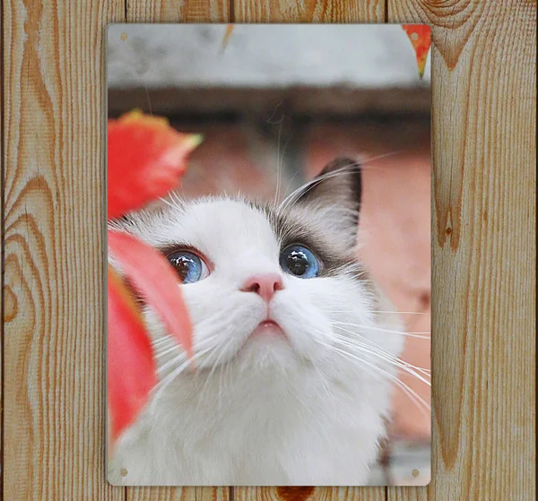 

Cute Cat Animal Metal Tin Sign Decor