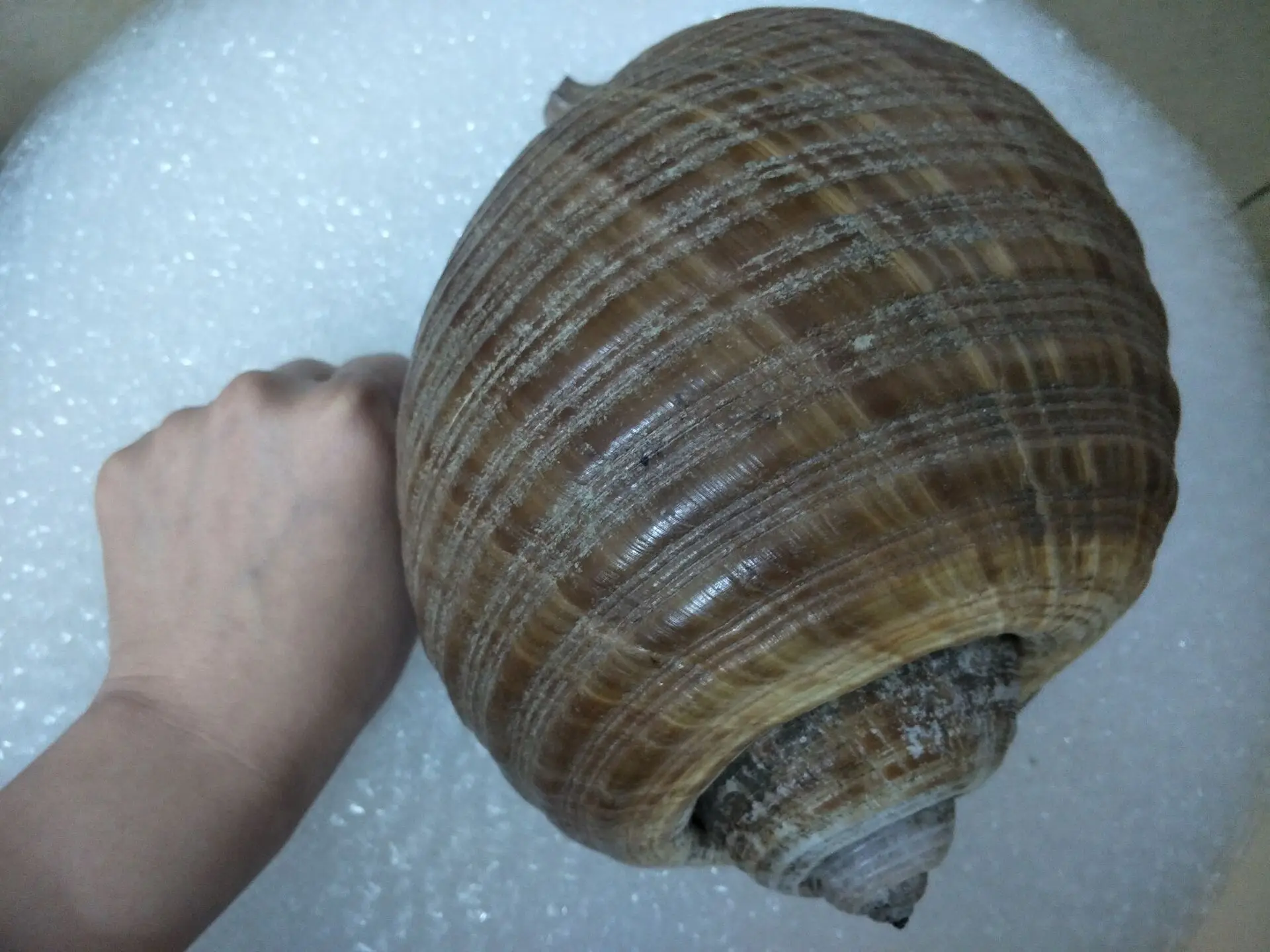 

Natural conch shell snail specimen snail collection of gift decoration coral fish tank nautical home decor wall sticker shell