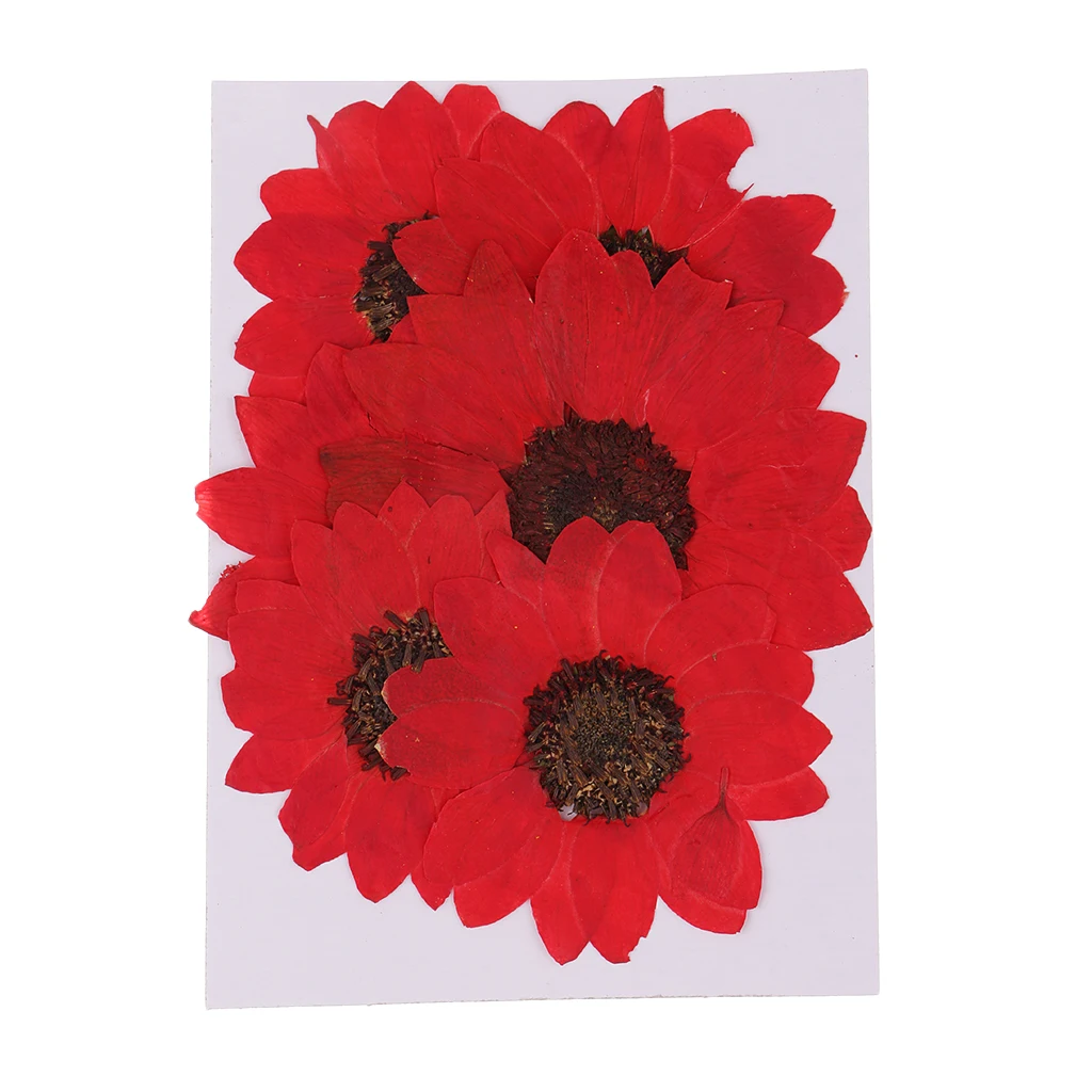 

6 Pieces Pressed Natural Real Dried Flowers Sunflower for DIY Resin Ornament