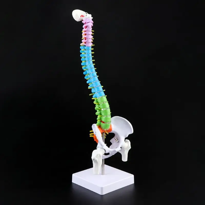 

45cm Removable Human Spine Model Spinal Column Vertebral Lumbar Curve Anatomical Teaching Tool 090F