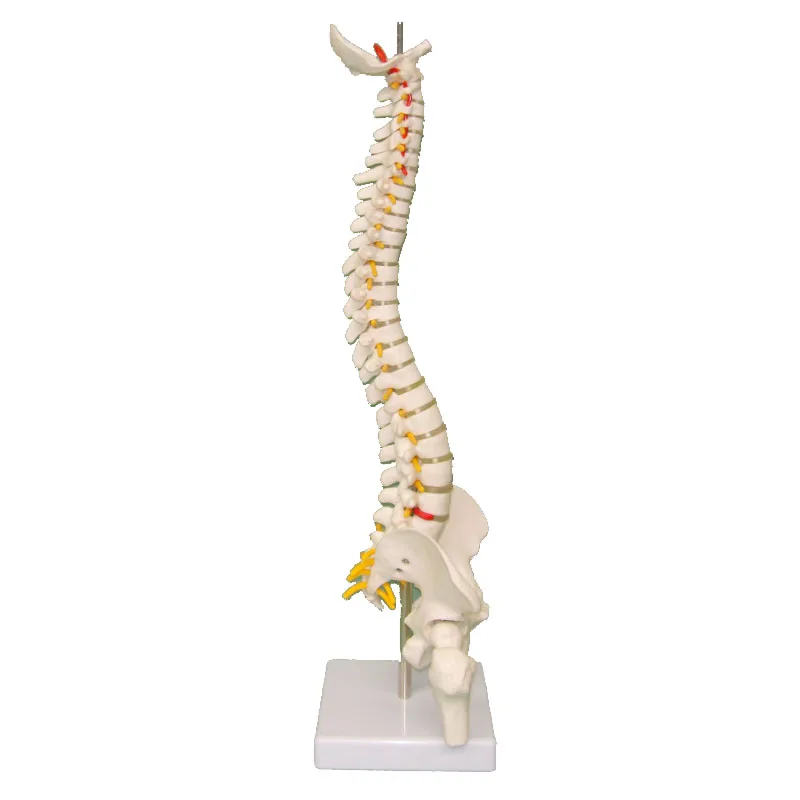 

45cm Vertebral Column Human Spine Anatomical Model Skeleton Anatomical Educational Toy