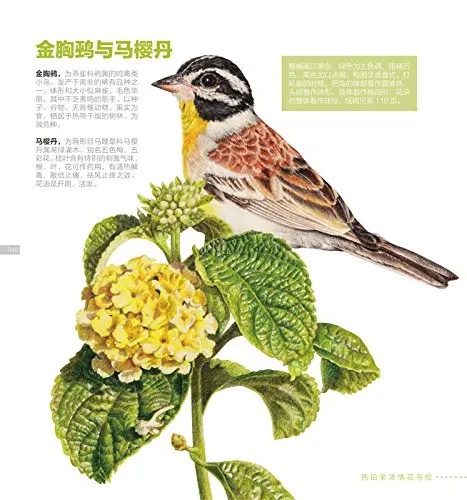 Книги с африканскими цветами для рисования птиц учебное пособие карандашей