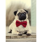 Алмазная живопись для рукоделия, алмазная вышивка 5D, квадратнаяКруглая Полная фотография, Европейский стиль, галстук для Мопса