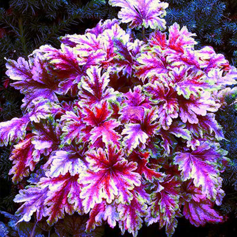 

100 шт. цветочный бальзам для губ Coleus Blumei, аромат, большой лист, Перилла, фрукты, питательная эссенция, маска для губ