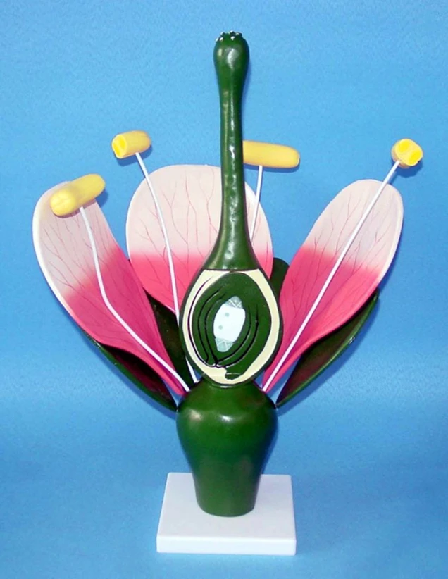 plant Flower dicotyledonous model Plant anatomy free shipping