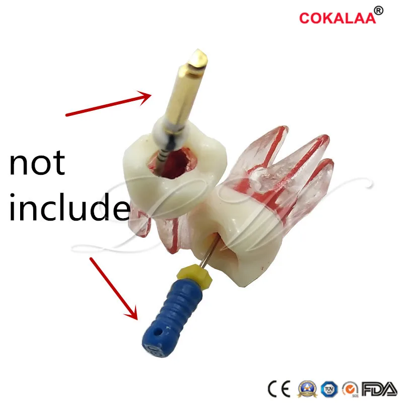 1pc Dental Tooth Model Root Canal Rct Practice Pulp Cavity Clear Resin Teaching Teeth 1: 1 Dentist Tools | Красота и здоровье