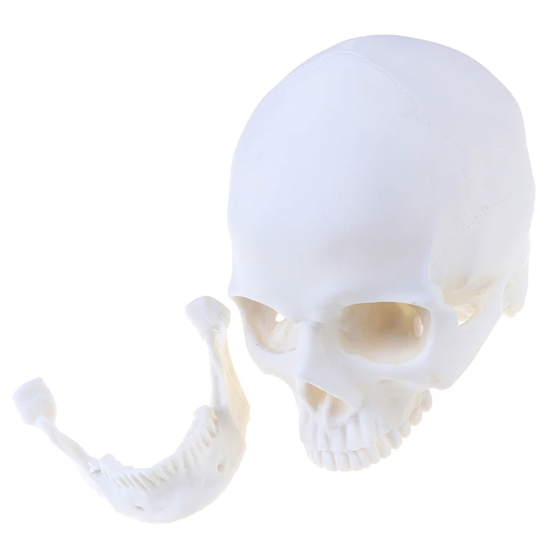 Skull Statue Sculpture Crafts Education Painting Medical Model Resin Halloween Home Decoration Accessories | Дом и сад
