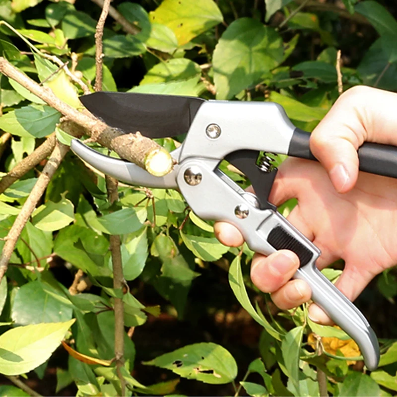 Бытовые садовые растения высокого качества фруктовые деревья инструменты для