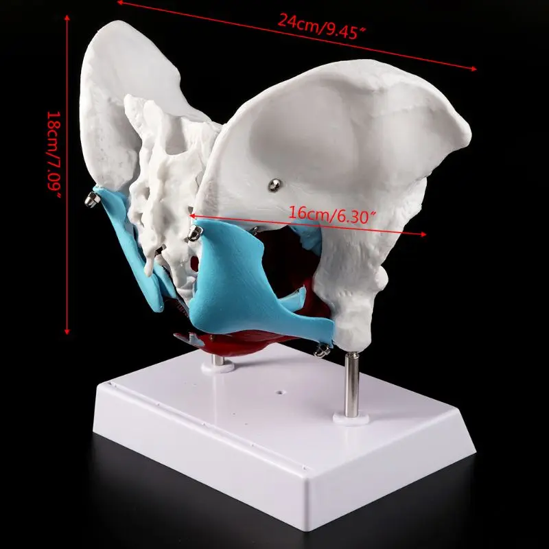 

PVC Removable Female Pelvis Pelvic Floor Muscle Model Uterus Ovary Muscle Teaching Resources Educational Model Props