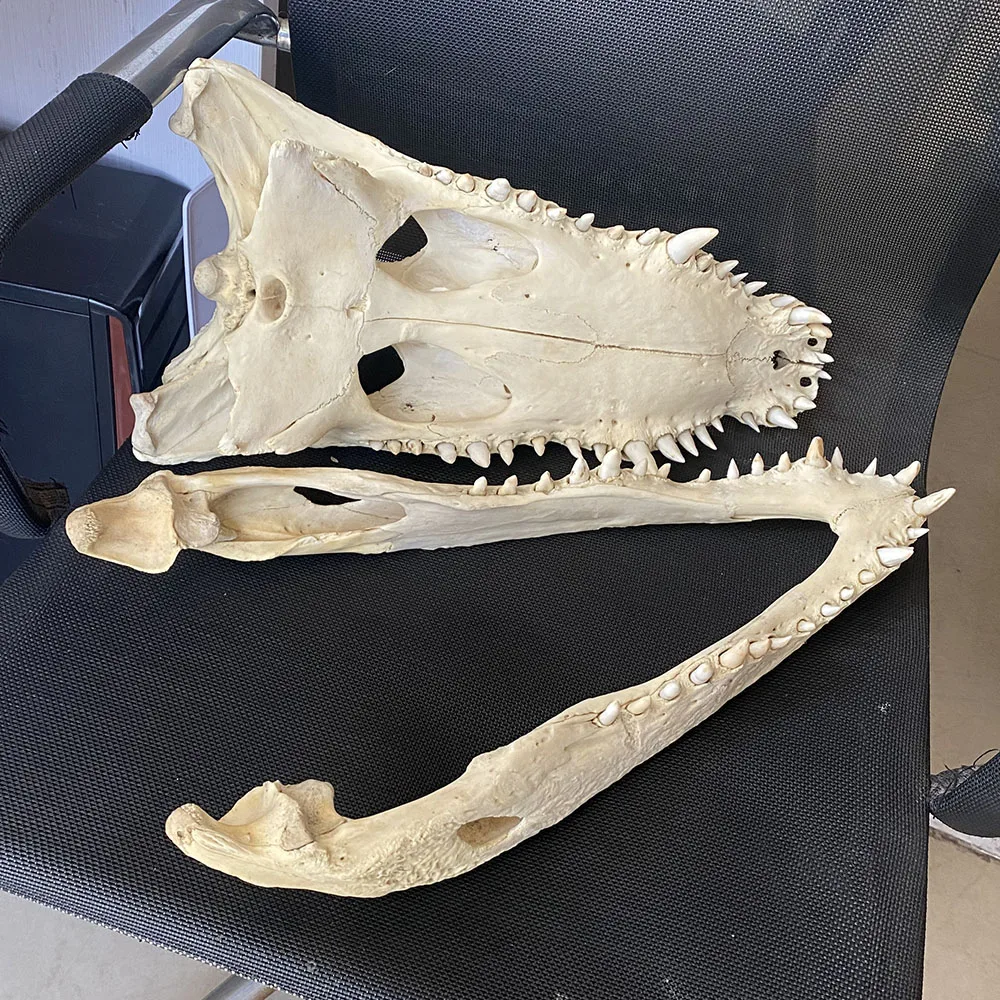 

1Pcs Genuine Crocodylus siamensis Siamese Crocodile Skull Taxidermy 48CM/19"Inch length Animal skull specimen