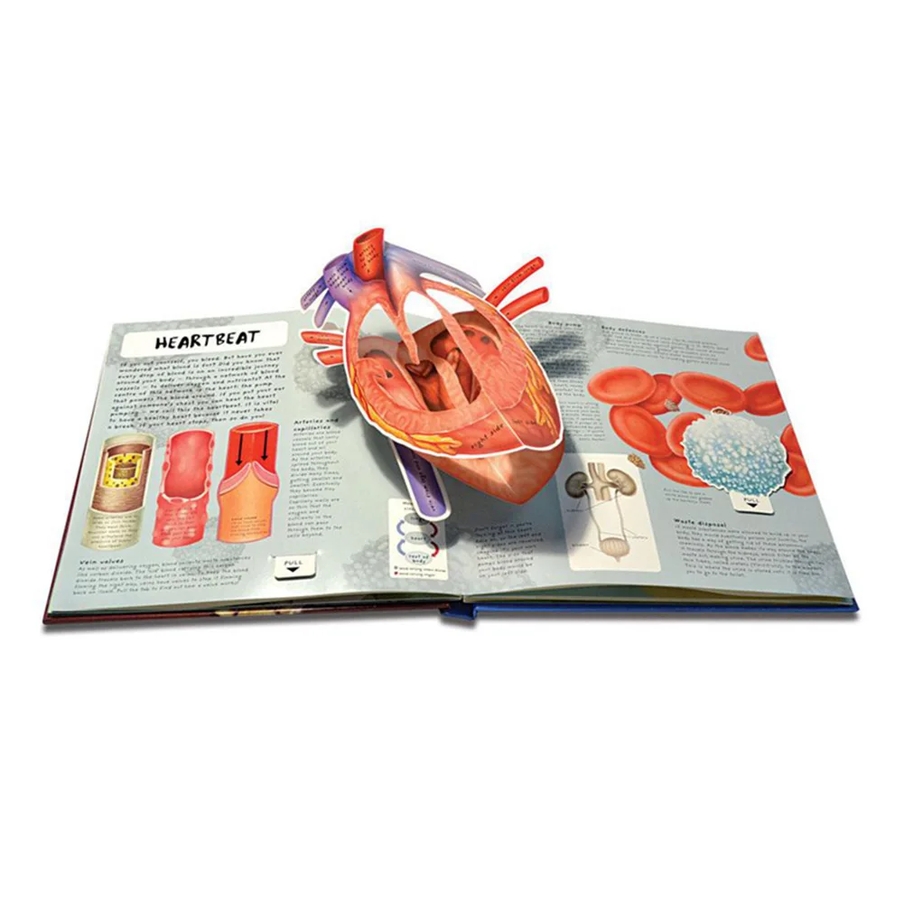 

Newly Anatomy of The Human Body in English Popular Science Book 3D Picture Book Early Education Book for Kid