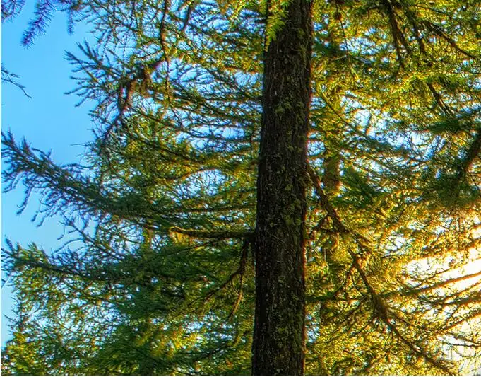 

3D Cedar Forest Landscape Photo Mural Wallpapers for Living Room Bedroom Background Wall Coverings 3D Wall Papers Home Decor