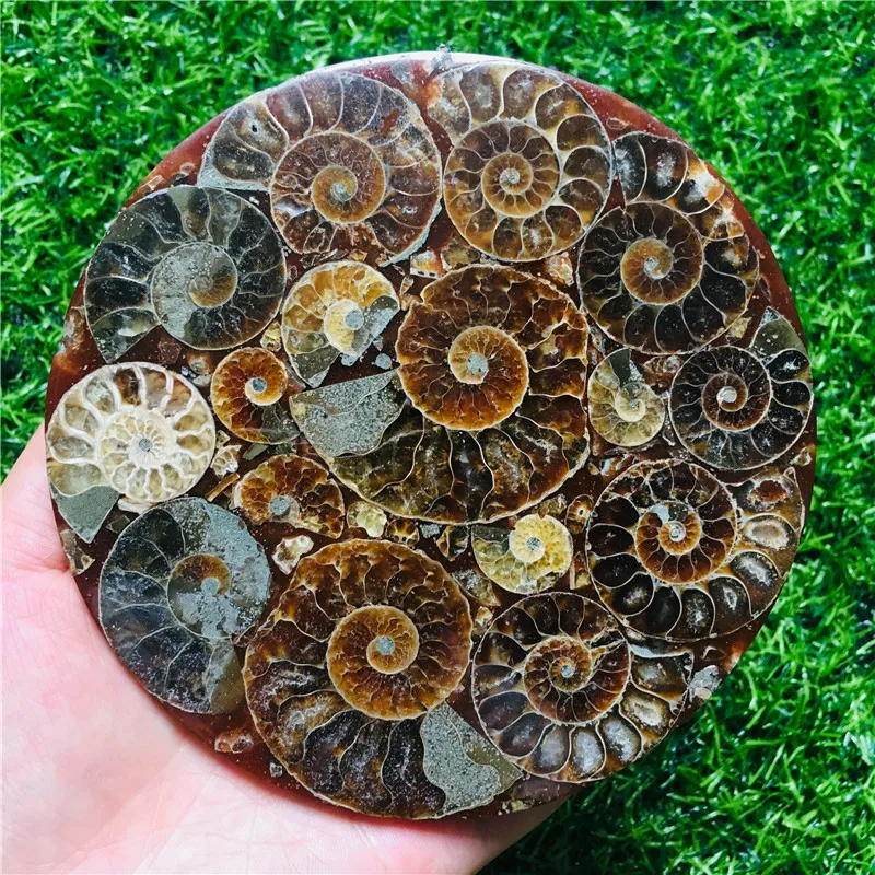 Натуральный аммонит 12 см симпатичный NAUTILUS MADAGASCAR FOSSIL с лечебным действием образцы