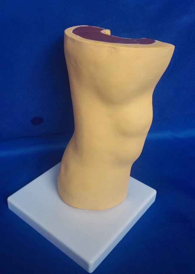 1:1 LifeSize людей Скелет коленного сустава АНАТОМИЯ МОДЕЛИ модель скелета с связями