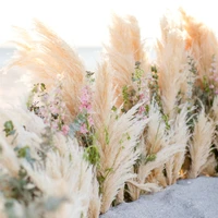 white pampas grass natural wedding bouquet fluffy secas grandes xxl home decor table centerpieces collection set boho artificial