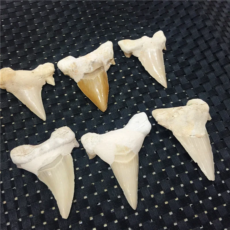 1 шт. натуральный ископаемого большой акулы подвеска зуб ископаемых образцы