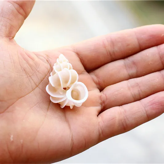 Лидер продаж натуральная ракушка Шиши улитка эпитоний скалярный образец