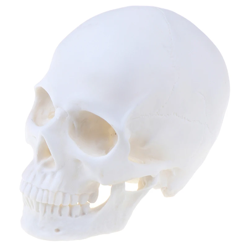 Skull Statue Sculpture Crafts Education Painting Medical Model Resin Halloween Home Decoration Accessories | Дом и сад