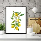 Плакаты на холсте с изображением лимона на ветке, фруктов, для столовой, кухни, настенного декора CH125