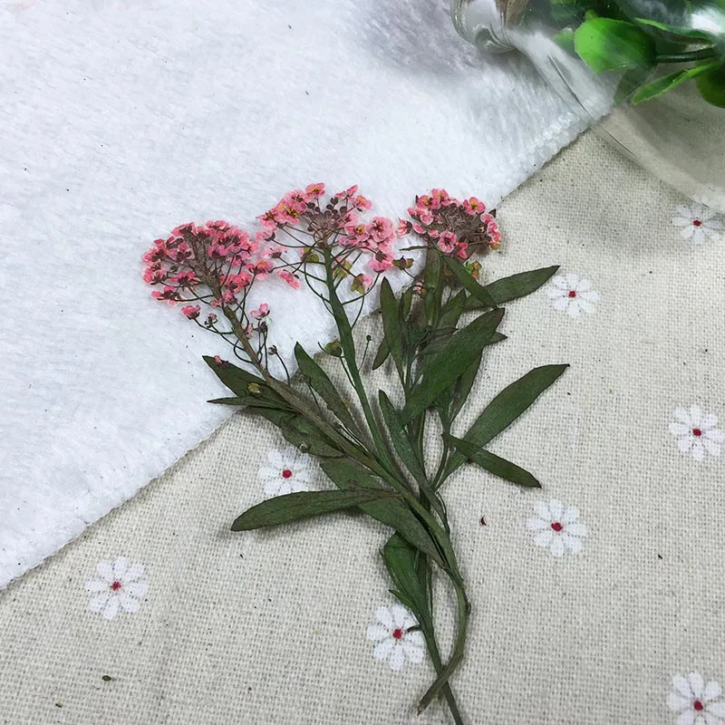 60 шт 5 9 см прессованный высушенный Lobularia маритима цветок гербарий из растений для