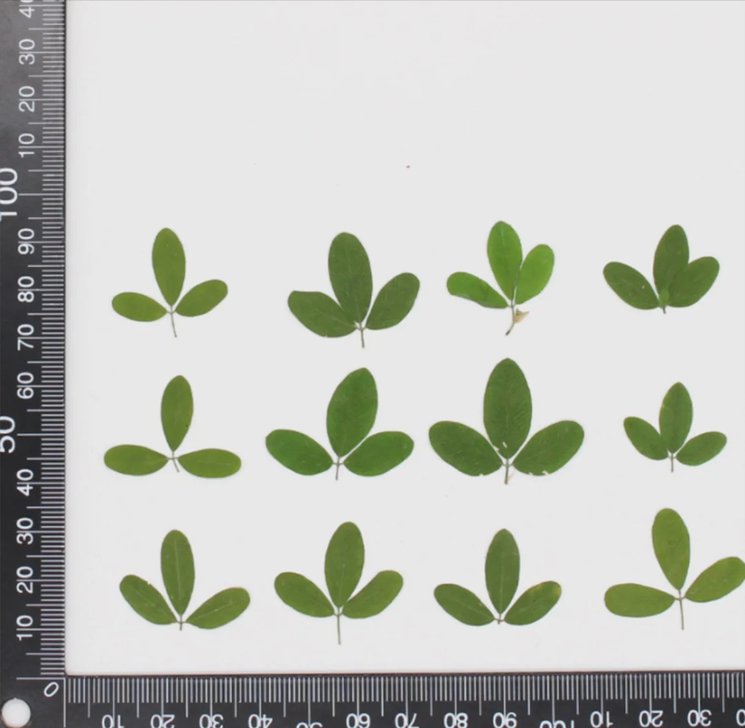 

60pcs Pressed Dried Flower Crneate Lespedez Leaf Herbarium Epoxy Resin Jewelry Making Makeup Face Nail Art Craft DIY Accessories