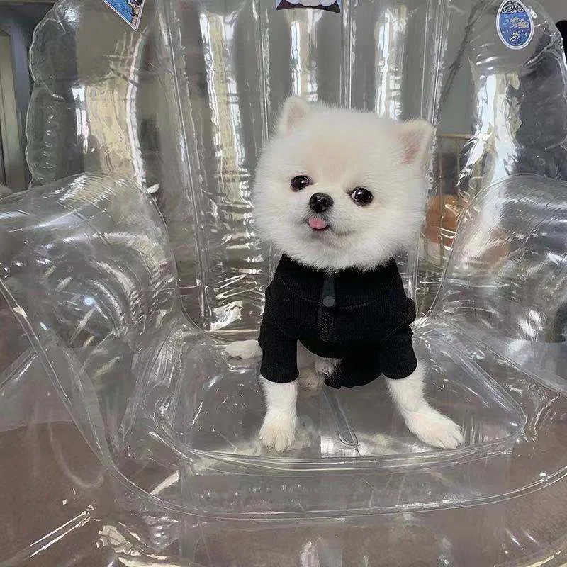 

Dog Supplies Cats and Dogs Four-legged Suit Fashion Brand Poodle Teddy Chihuahua Small,medium and Large Dog Clothes Pet Clothing