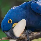 10 шт.компл. натуральный обниматься кости 9-11 см Каракатица кости жевательные игрушки для попугая Жевательная птица Еда кальция Палочки камень птица Cuttlebone игрушки