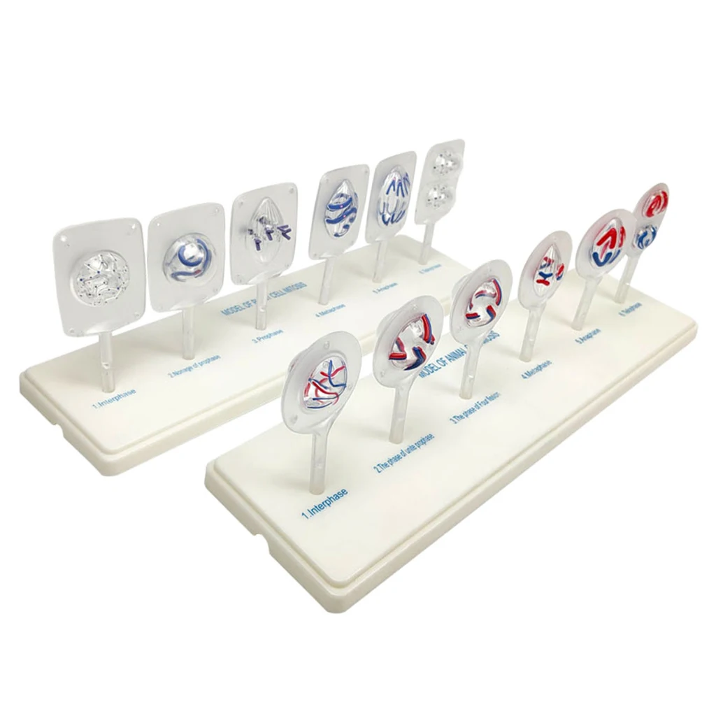 

Cell Mitosis Model Aid Study Teaching Model Science Classroom Supplies