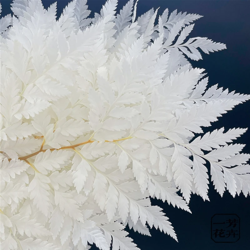 Козий зуб лист папоротник консервированные цветы папоротники домашний декор