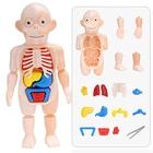 Пазл с человеческим телом для мальчика, анатомический игровой набор, обучающий сделай сам, медицинский инструмент для обучения, 3D модель человеческого тела, игрушки на Рождество